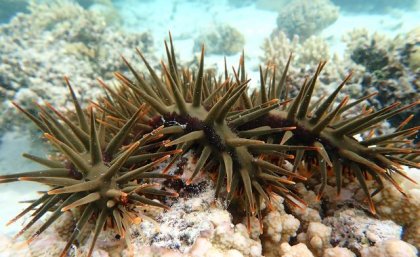 Crown-of-thorns starfish covering coral on Great Barrier Reef.